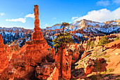 Large hoodoo lit by early morning sun, with snow and pine trees, Peekaboo Loop Trail, Bryce Canyon National Park, Utah, United States of America, North America