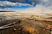 Fallen lodgepole pines, Grand Prismatic Spring, Yellowstone National Park, UNESCO World Heritage Site, Wyoming, United States of America, North America