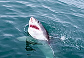 Great white shark (Carcharodon carcharias) at the surface at Kleinbaai in the Western Cape, South Africa, Africa