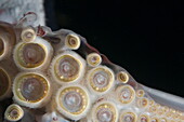 Closeup of suckers and teeth rings on the tentacles of Humboldt (Jumbo) squid (Dosidicus gigas), Gulf of California, Baja California, Mexico, North America