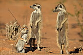 Meerkat (Suricata suricatta), Kgalagadi Transfrontier Park, Northern Cape, South Africa, Africa
