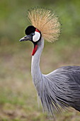 Grey crowned crane (Southern crowned crane) (Balearica regulorum), Serengeti National Park, Tanzania, East Africa, Africa