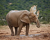 Female African elephant (Loxodonta africana) mud bathing, Addo Elephant National Park, South Africa, Africa