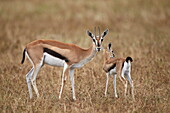 Thomson's gazelle (Gazella thomsonii) mother and young, Ngorongoro Crater, Tanzania, East Africa, Africa