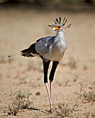 Secretarybird (Sagittarius serpentarius), Kgalagadi Transfrontier Park, encompassing the former Kalahari Gemsbok National Park, South Africa, Africa