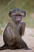 Young Chacma Baboon (Papio ursinus), Kruger National Park, South Africa, Africa