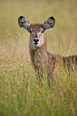 Young Common Waterbuck (Ellipsen Waterbuck) (Kobus ellipsiprymnus), Kruger National Park, South Africa, Africa
