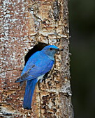 Male Mountain Bluebird (Sialia currucoides) with food at the nest, Yellowstone National Park, Wyoming, United States of America, North America