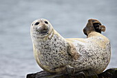 Harbor Seal (Common Seal) (Phoca vitulina), Iceland, Polar Regions