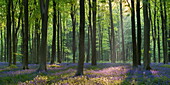 Bluebells and beech trees, West Woods, Marlborough, Wiltshire, England, United Kingdom, Europe