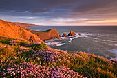 Flowering thrift on the cliff tops above Hartland Quay, North Devon, England, United Kingdom, Europe