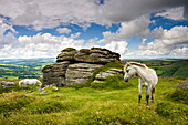 Ponies graze in the summer sunshine beside Chinkwell Tor in Dartmoor National Park, Devon, England, United Kingdom, Europe