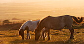 Dartmoor ponies grazing on moorland in summer, Dartmoor National Park, Devon, England, United Kingdom, Europe