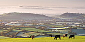 Cattle graze on the Mendip Hills, with dramatic views to Glastonbury beyond, Somerset, England, United Kingdom, Europe
