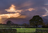 Shafts of light at sunset over the hills near Castlerigg, with sheep grazing in the nearby fields, Lake District National Park, Cumbria, England, United Kingdom, Europe