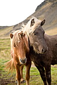 Horses, South Iceland, Polar Regions