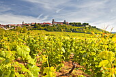 Vineyards near to the hilltop village of Vezelay in the Yonne area of Burgundy, France, Europe