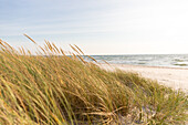 Dünengras am Sandstrand, Marielyst, Falster, Dänemark