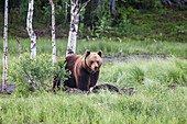 Fütterung freilebender Braunbären, Kuusamo, Nordösterbotten, Finnland