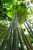 Bambus in the Botanical Garden, Munich, Upper Bavaria, Bavaria, Germany