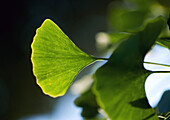 Ginkgo leaves