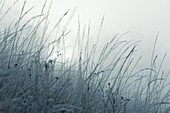 Frost covered grasses