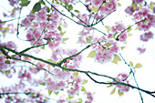 Cherry tree branch in blossom, cropped