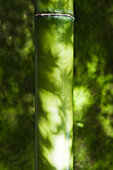 Leaf shadows on bamboo
