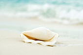Seashell on the beach, close-up