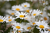 Daisies in bloom