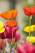Poppies and tulips in bloom