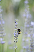 Bumblebee perching on lavender flowers