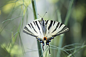 Zebra swallowtail butterfly