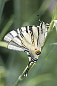 Zebra swallowtail butterfly