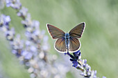 Butterfly perching on flowers