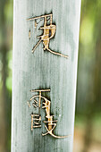 Chinese characters carved into bamboo, close-up