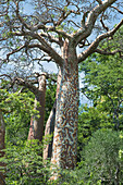 Tree in forest with patterned trunk, low angle view