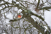 Single apple on snow-covered tree