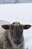 Sheep looking at camera, close-up