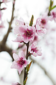 Pink cherry blossoms