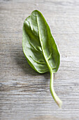 Single spinach leaf