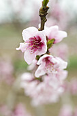 Pink cherry blossoms