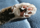 Tabby cat paw, closeup.