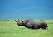 Black Rhinoceros (Diceros bicornis) standing in grassland, Tanzania, side view