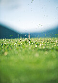 Grass flying in air after tee-off