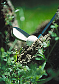 Club next to golf ball in mud, close-up