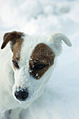 Jack Russell terrier standing in snow, looking away