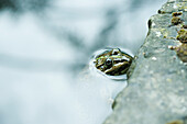 Natterjack toad floating, head above water