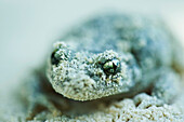 Midwife toad (Alytes obstetricans) covered in sand