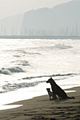 Two dogs sitting on beach